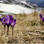 Crocus Field